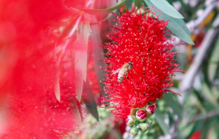 fejoa-tree-flower-bee