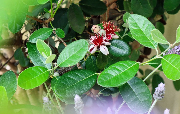 flower-pink-bush