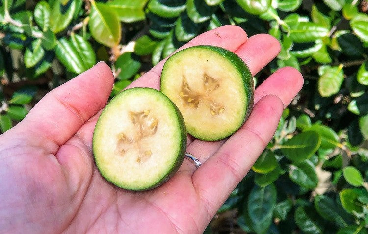 fruit-in-palm-of-hand