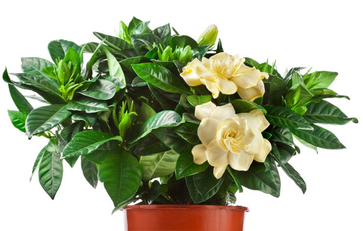 gardenia-in-pot