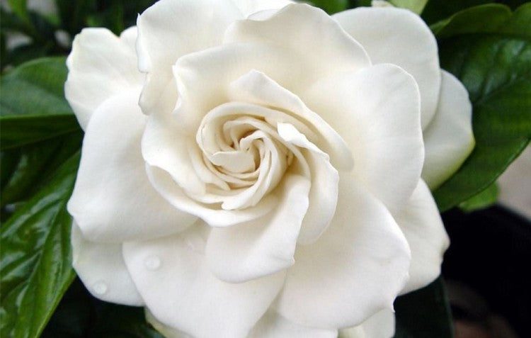 gardenia