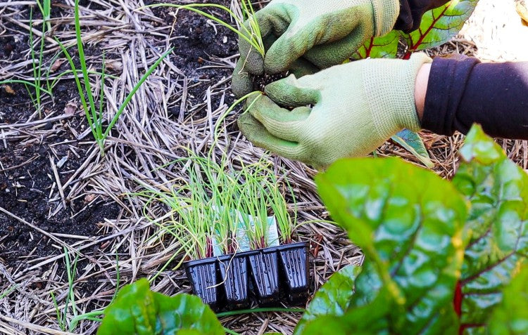 gloves-seedlings