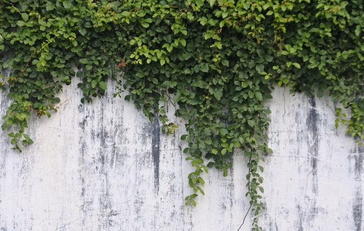 plant hanging from wall