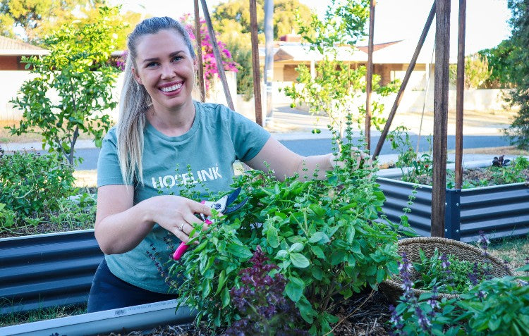 harvesting herbs