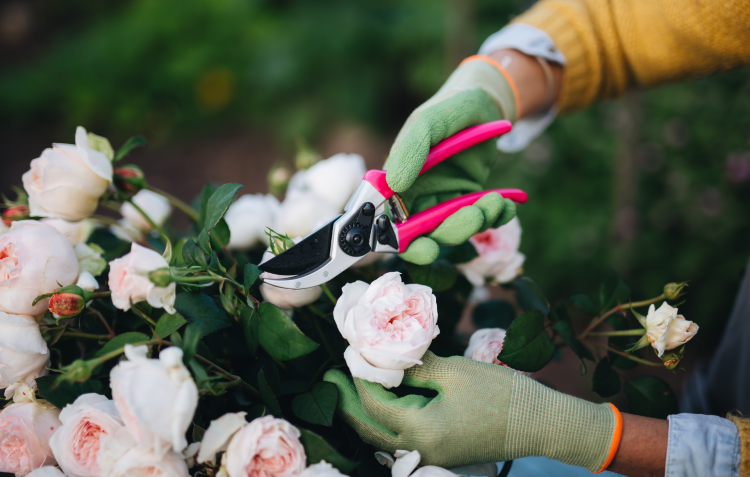 pink-secateurs-hoselink