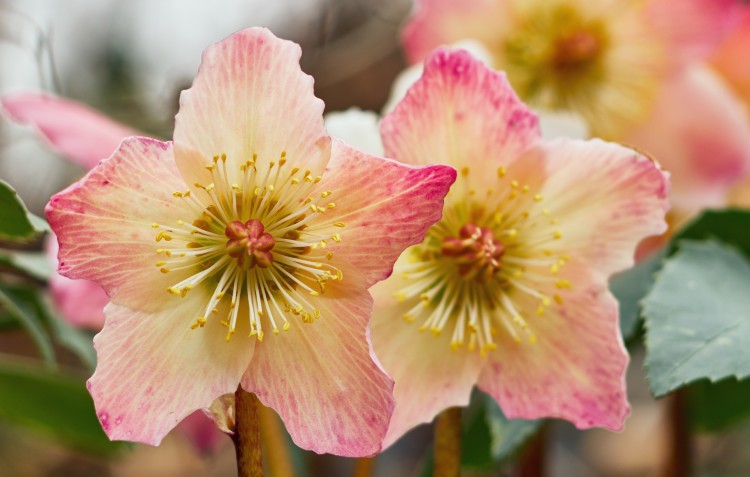 Flowers that Bloom in Winter