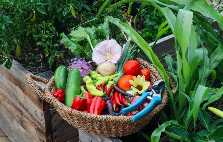 produce-in-basket-with-secateurs