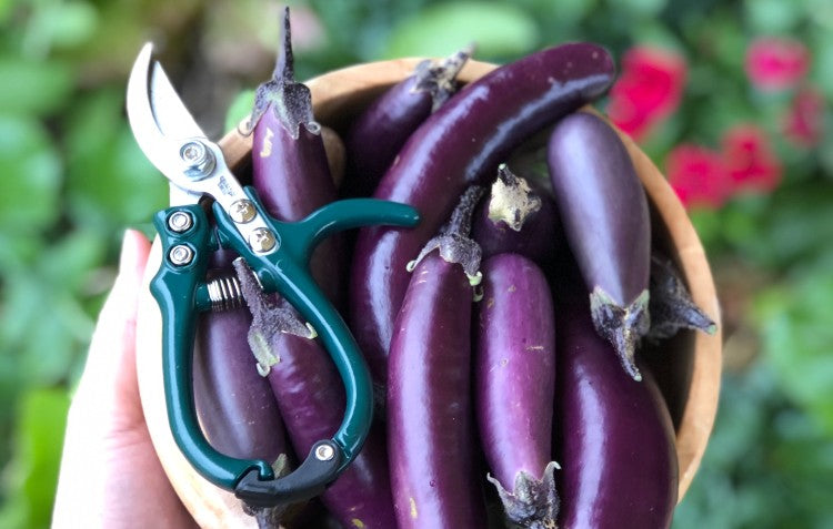 eggplants-in-basket-with-handy-snippers