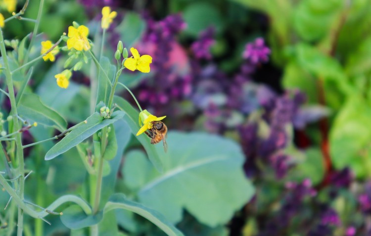 holly-garden-pollinators