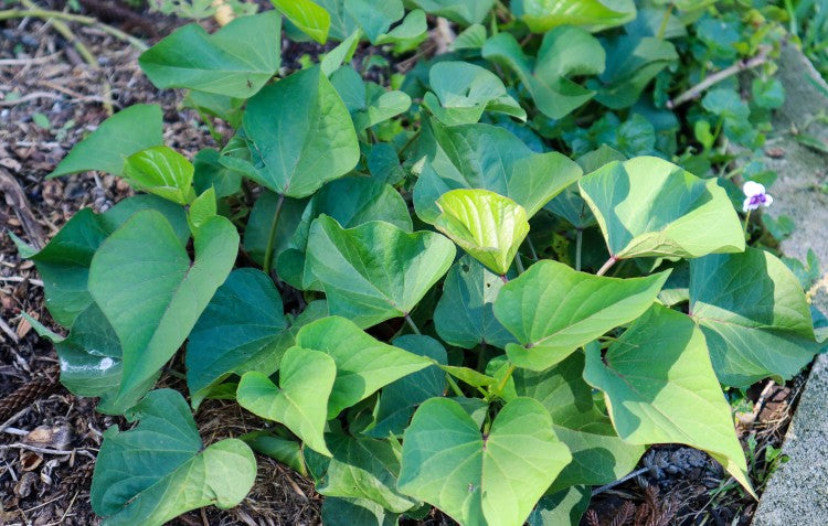 sweet-potato-ground-cover