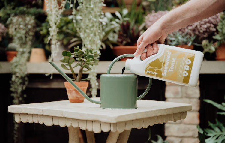 seaweed tonic being poured into watering can