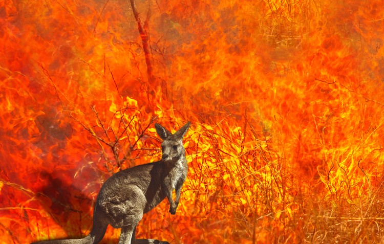 Kangaroo in bushfire