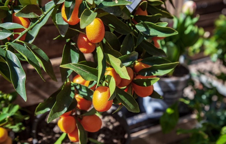 kumquat-tree