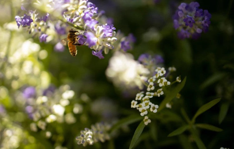 Buzz Off! Plants That Help Fight Mosquitoes & Flies