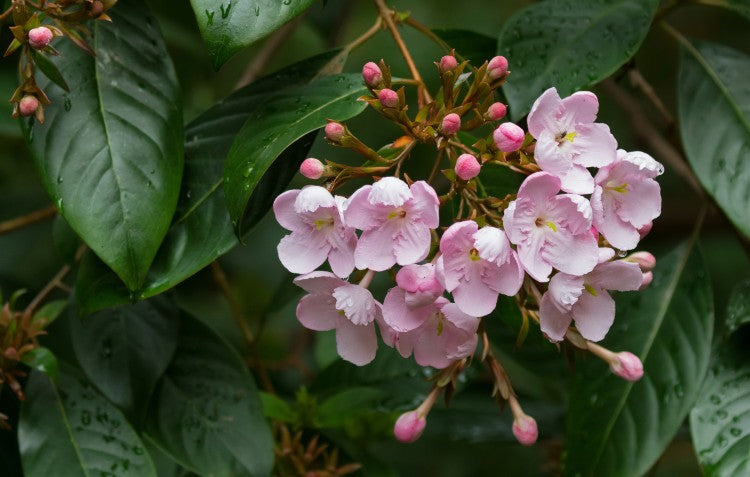 luculia