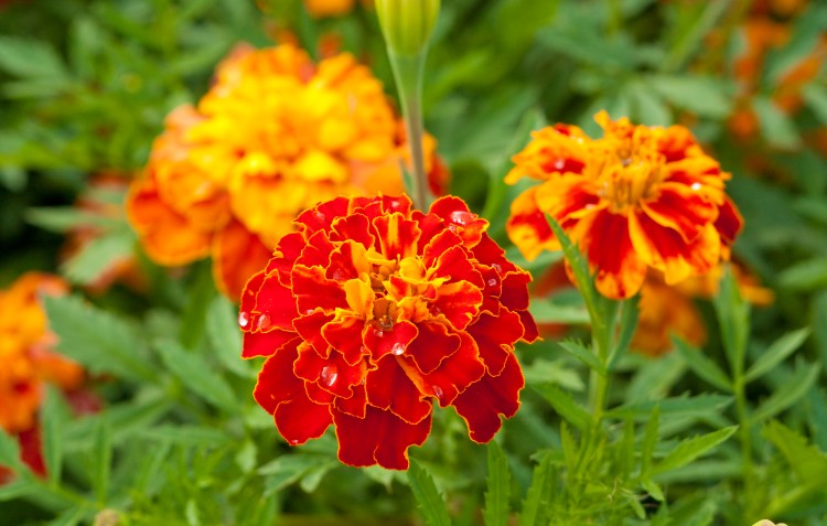 marigold