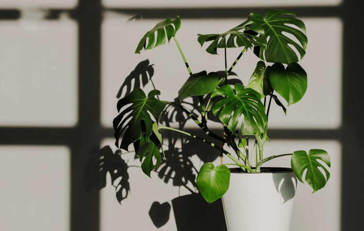 monstera-by-window