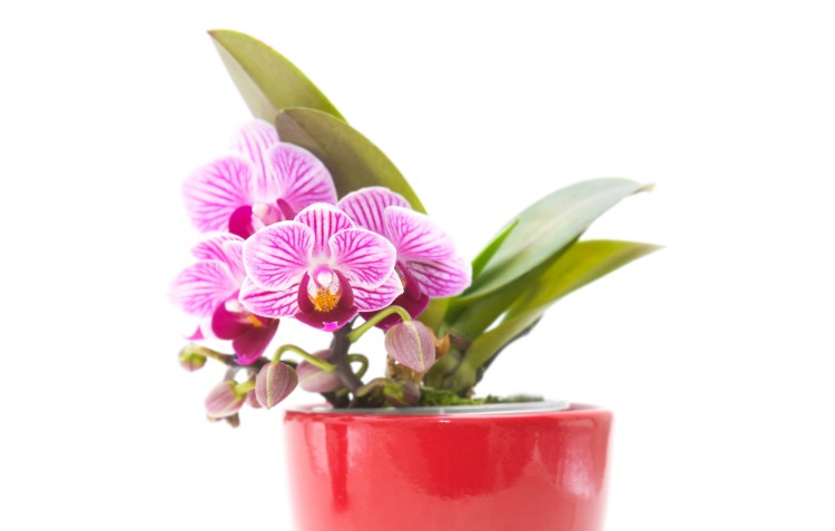 moth-orchid-in-pot