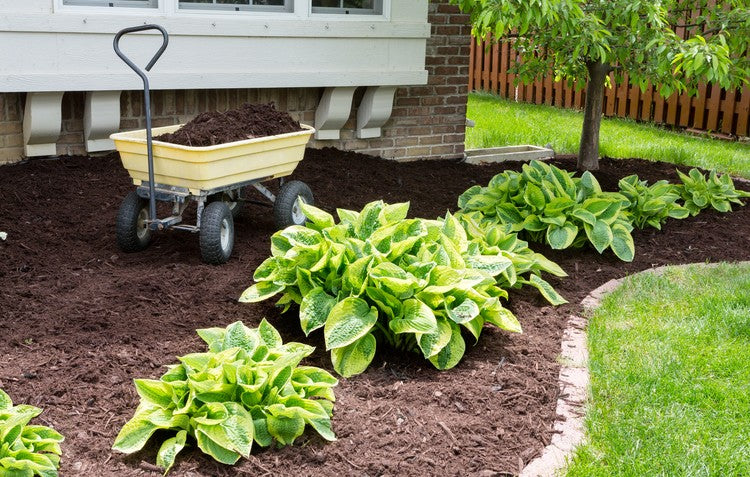 Mulching the garden bed