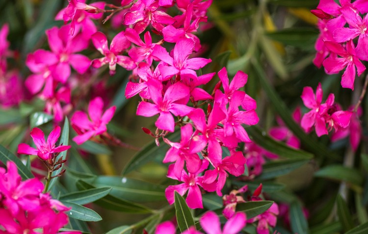 Oleanders 