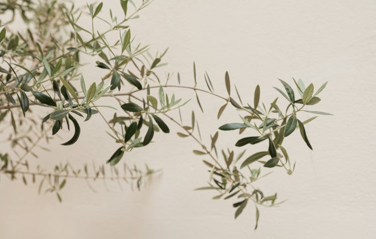 olive tree branch