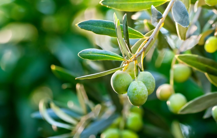 olives on branch