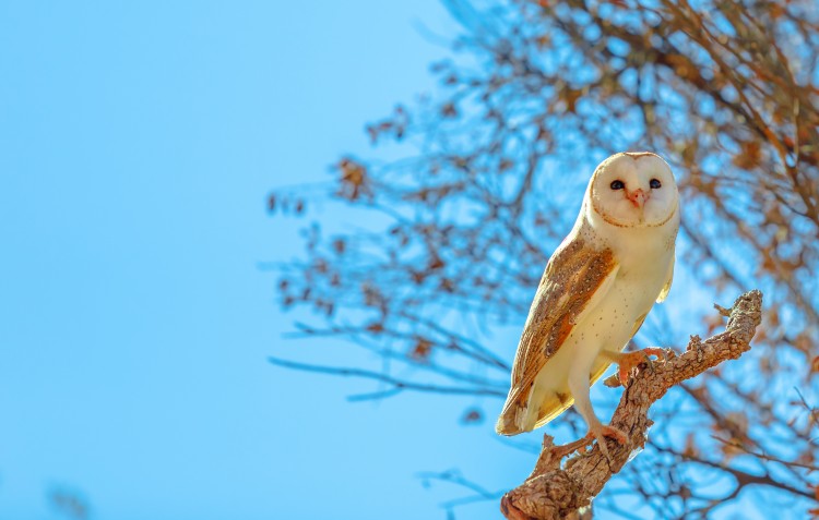 owl-in-tree