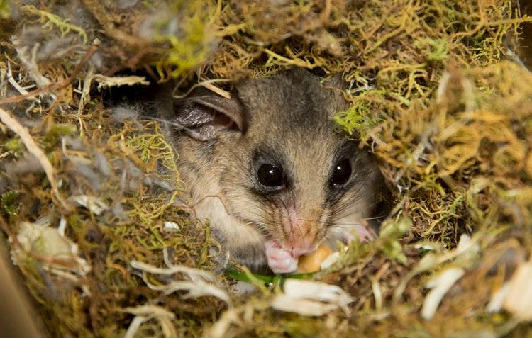 Mountain Pygmy Possum