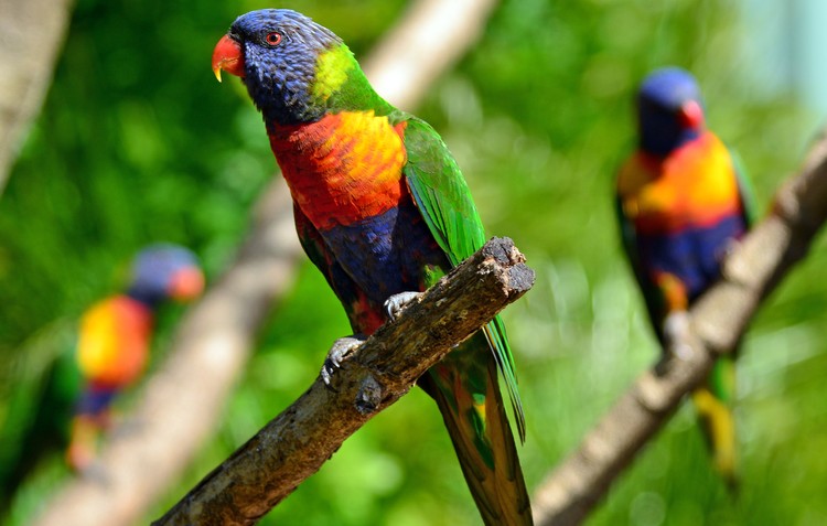 Rainbow Lorikeet