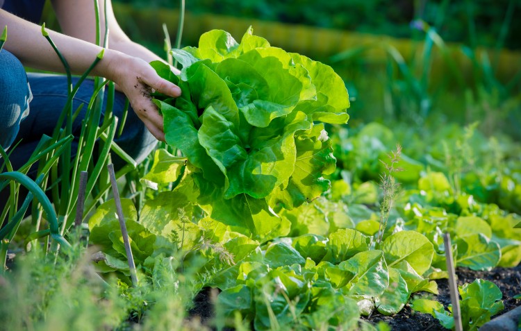 salad leaves