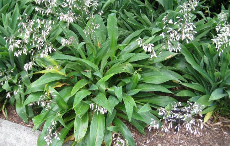 shade-loving-plants