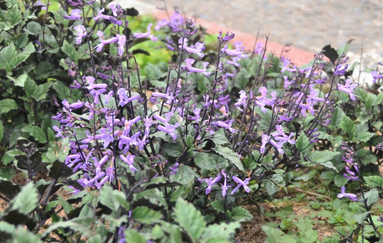 shade-loving-plants