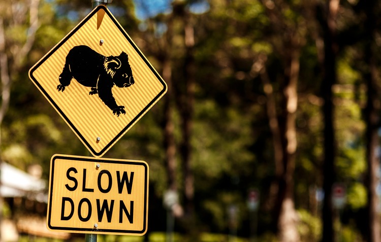 Slow down for endangered species