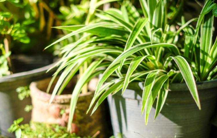 spider plant