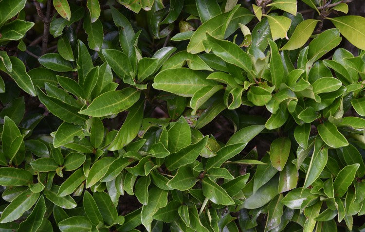 sweet-viburnum-hedge