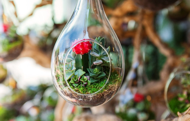 terrarium