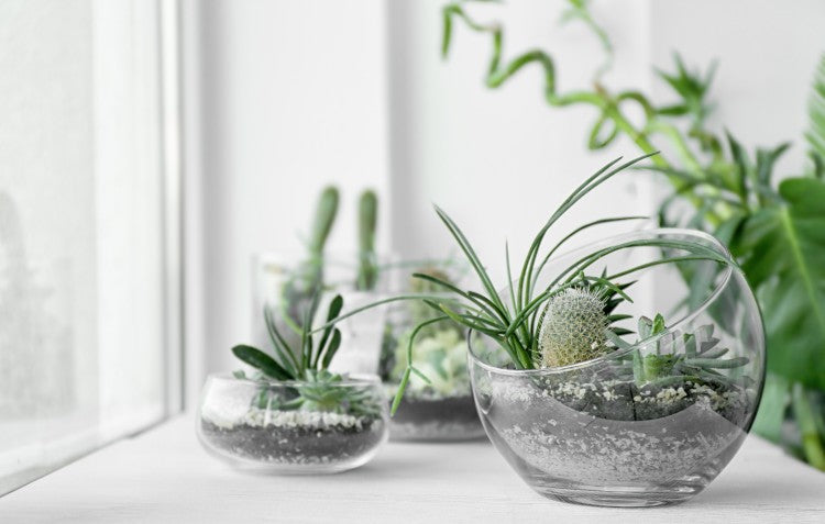 terrariums-on-bench