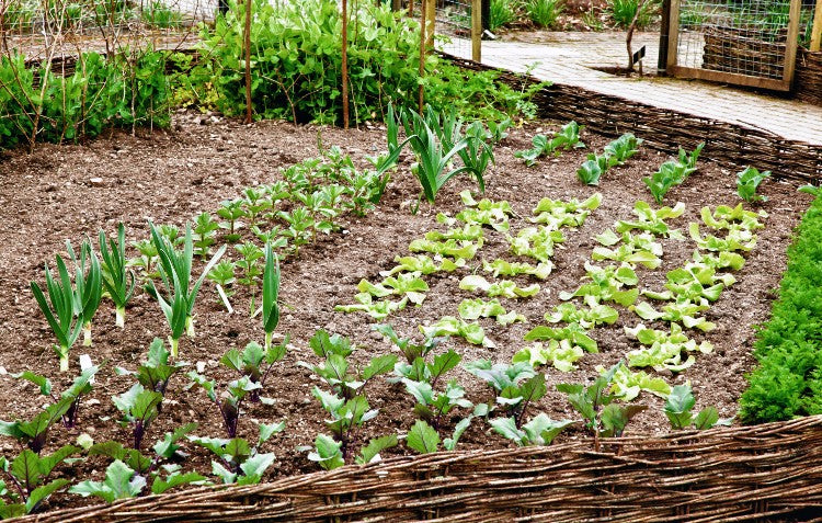 vegetable-patch-in-garden