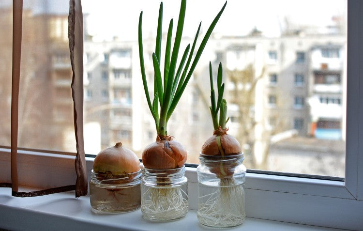 vegetables-growing-on-windowsill