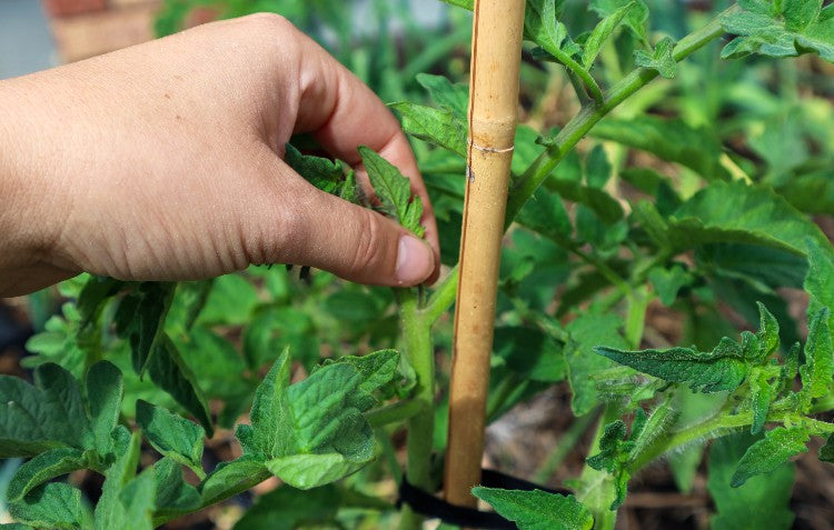 trellis-support-tomato