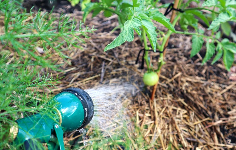 watering-tomato-plant