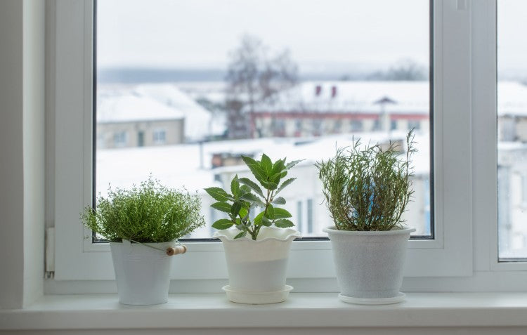 windowsill-garden