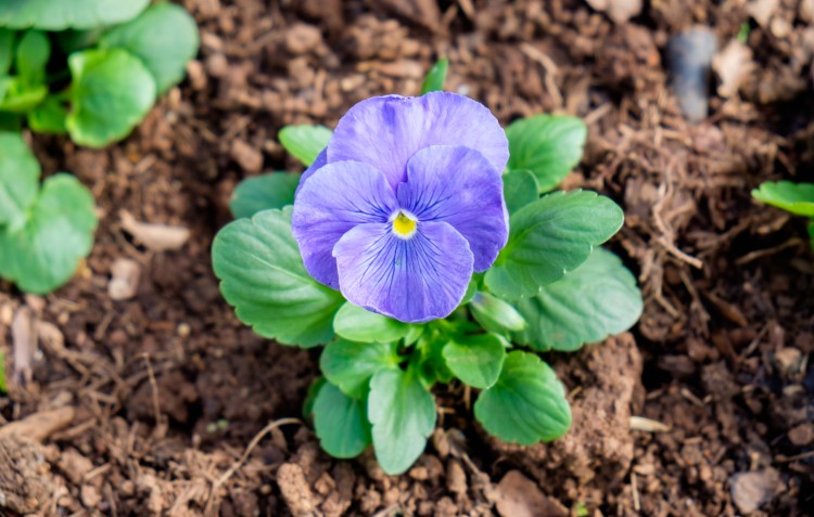 winter-pansies