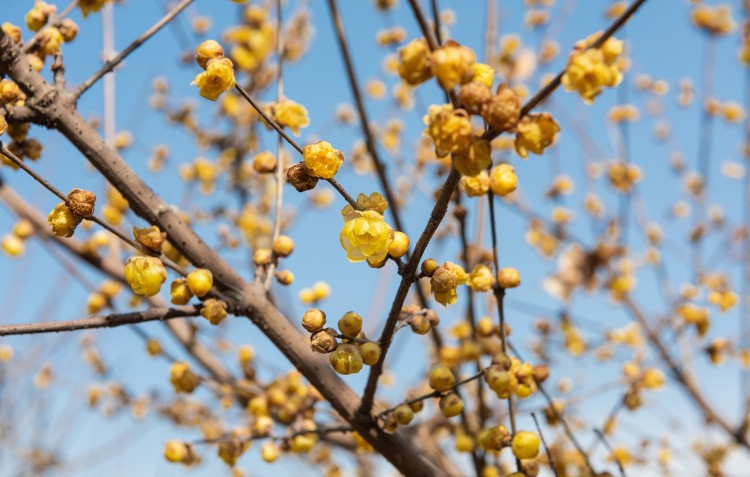 wintersweet