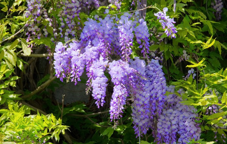 wisteria-hedge