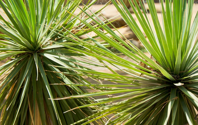 Yucca Plant