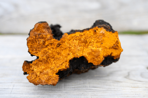 chaga mushroom supplements