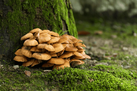 maitake mushrooms for immune system