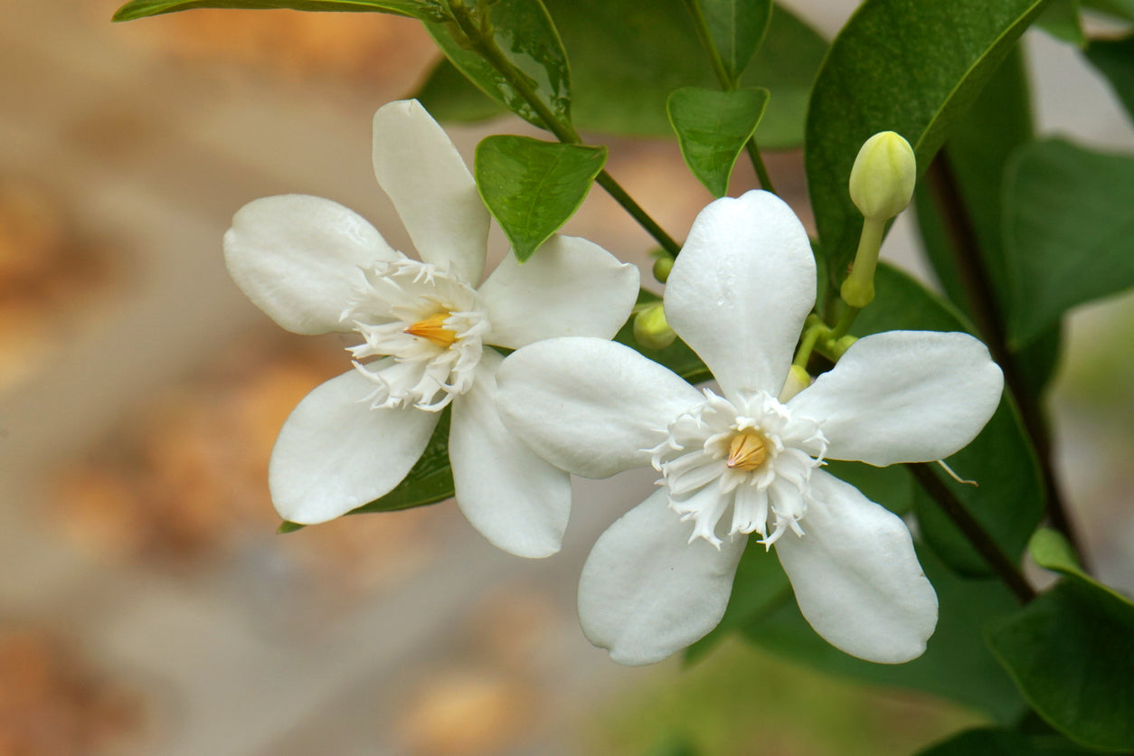 Jasmine flower perfumer