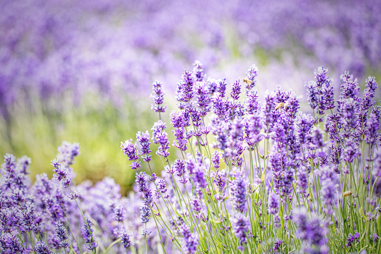 Lavender field blue